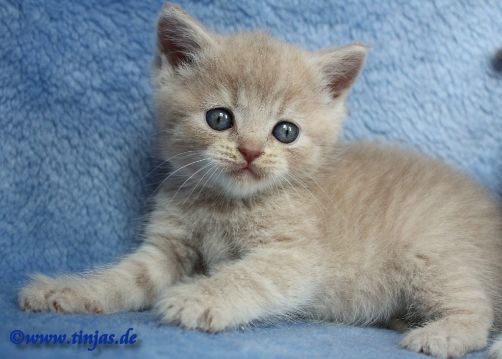 Britisch Kurzhaar Katzenbaby fawn golden tabby spo